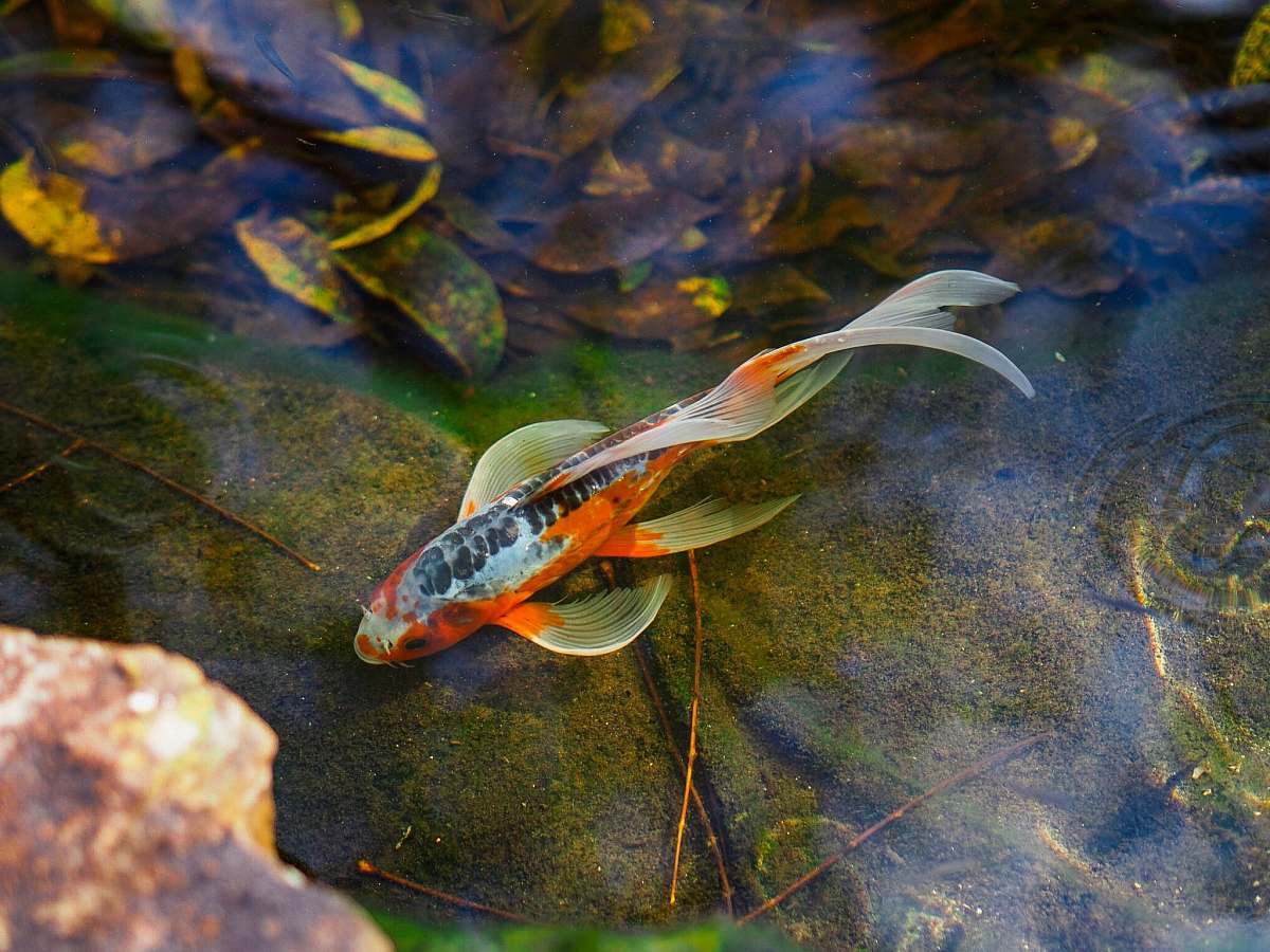koi orange koi fish on body of water animal