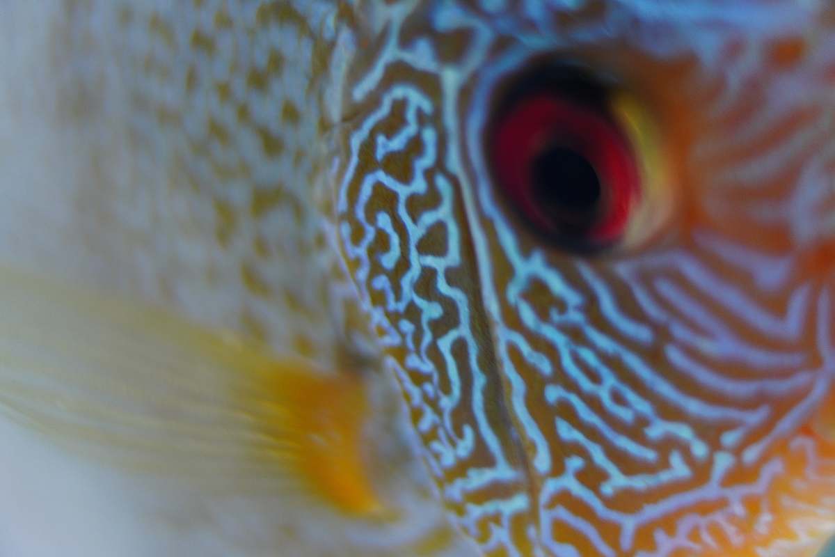 angelfish yellow, blue, and white fish with red eyes animal