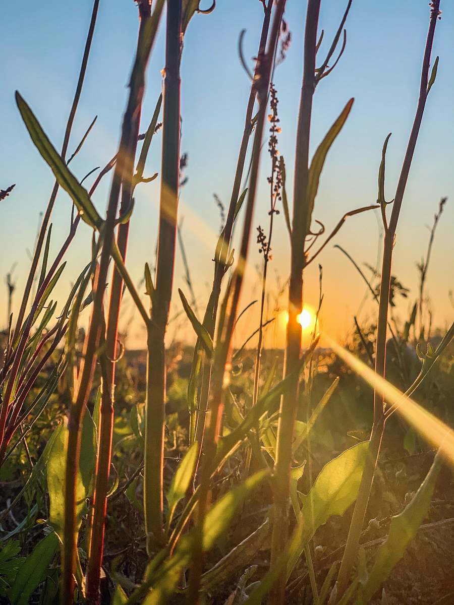 light green grass during golden hour sunlight