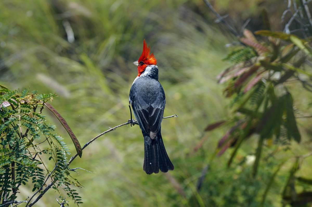 bird black and red bird perched on brown tree branch algae