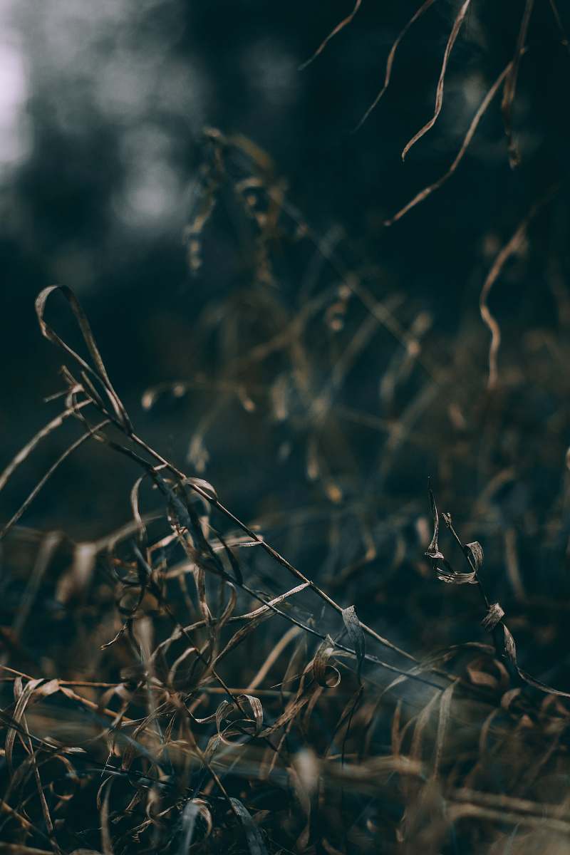 plant brown grass grass