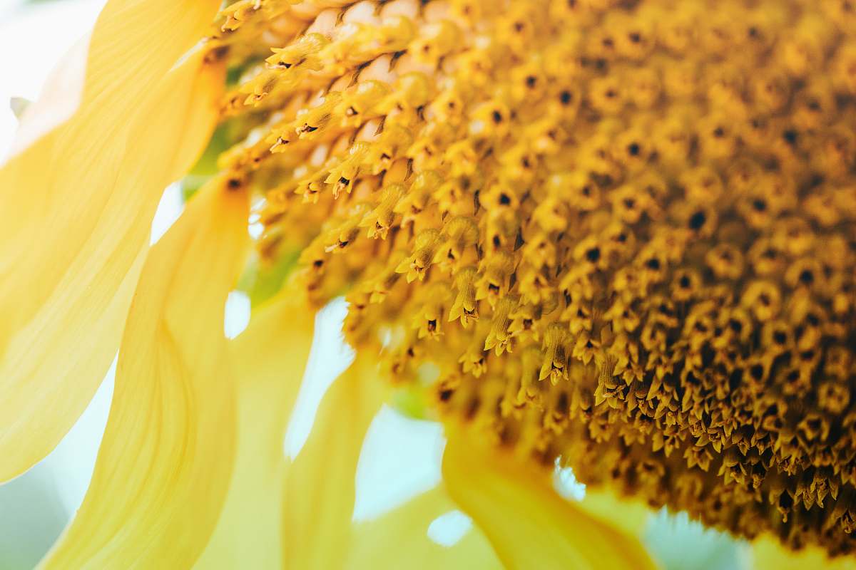 blossom close-up photography of yellow sunflower flower