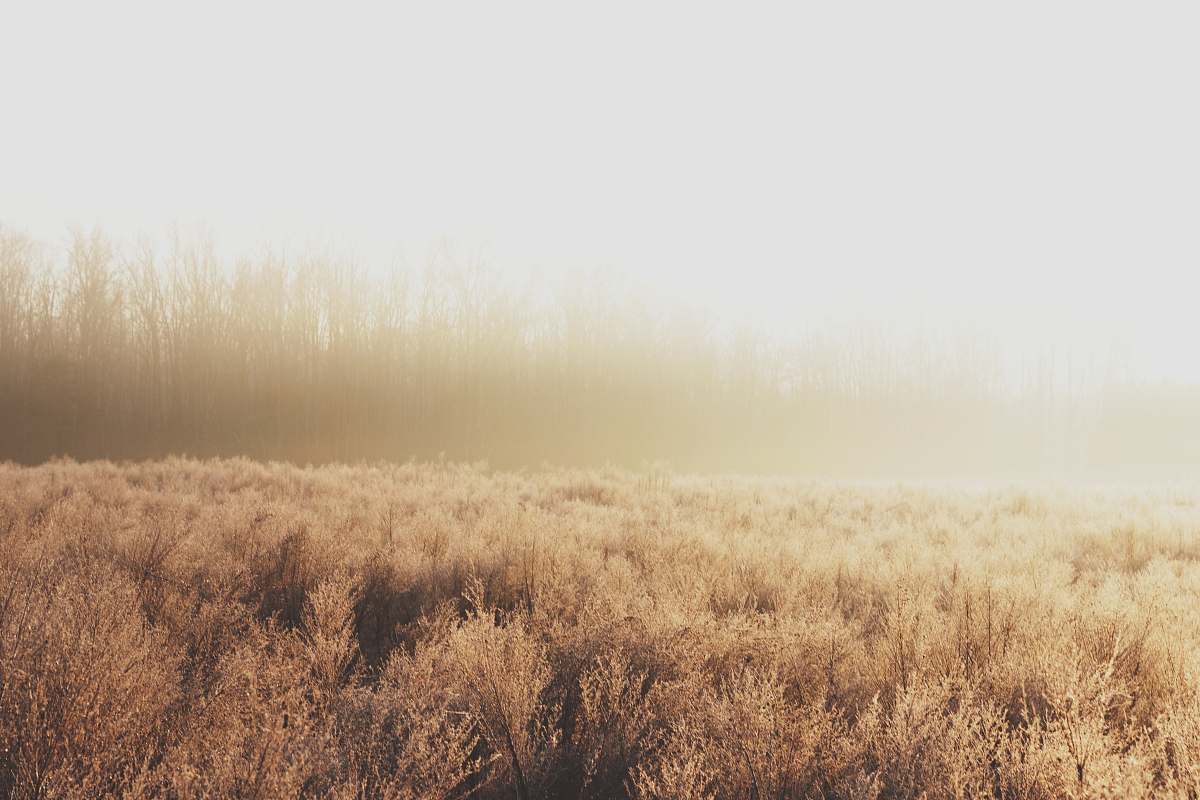 grass foggy brown field plant