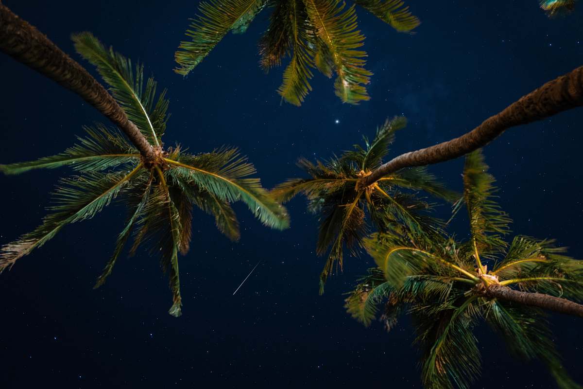 tree green and brown trees at nighttime conifer