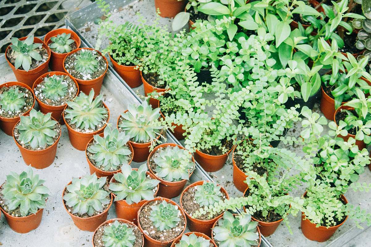 plant green succulents and green plants on pots herbs