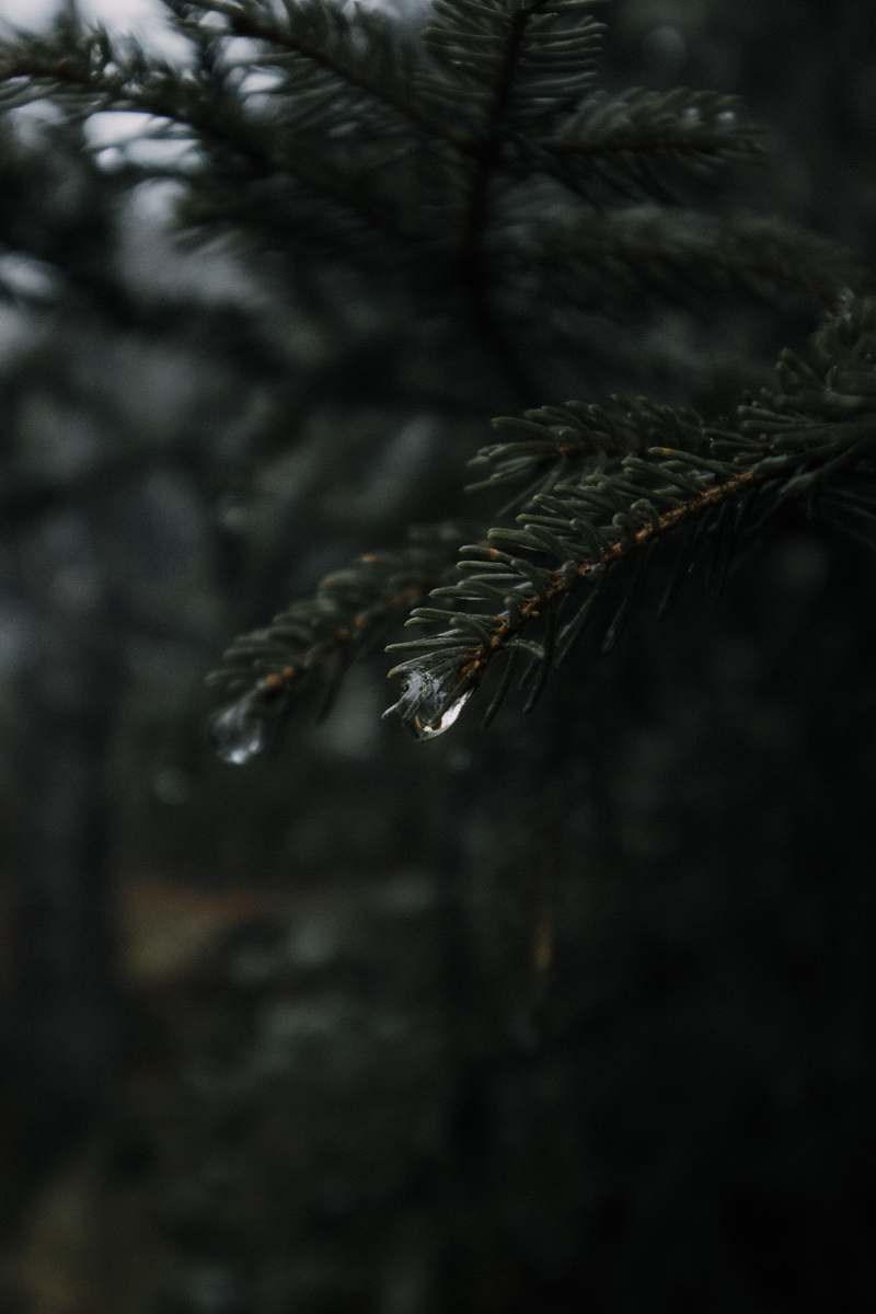 tree shallow focus of raindrop conifer