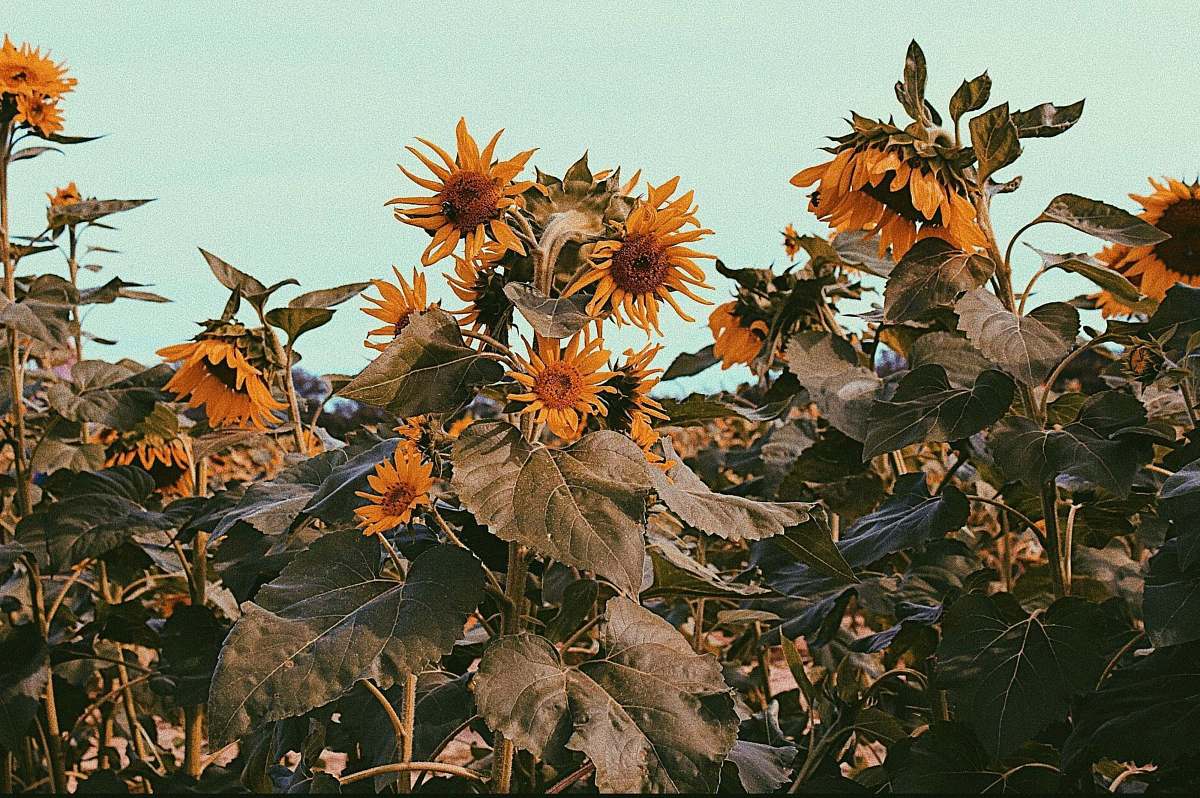 plant sunflower field vine
