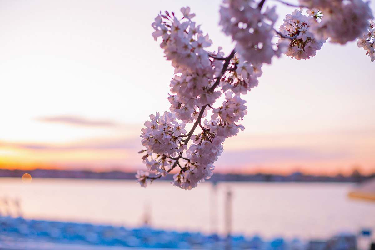 blossom white flowers flower