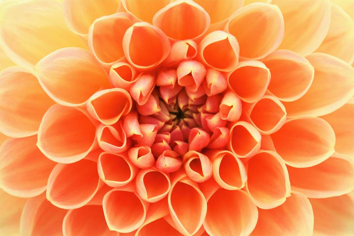 dahlia close-up photo of red and yellow petaled flower blossom