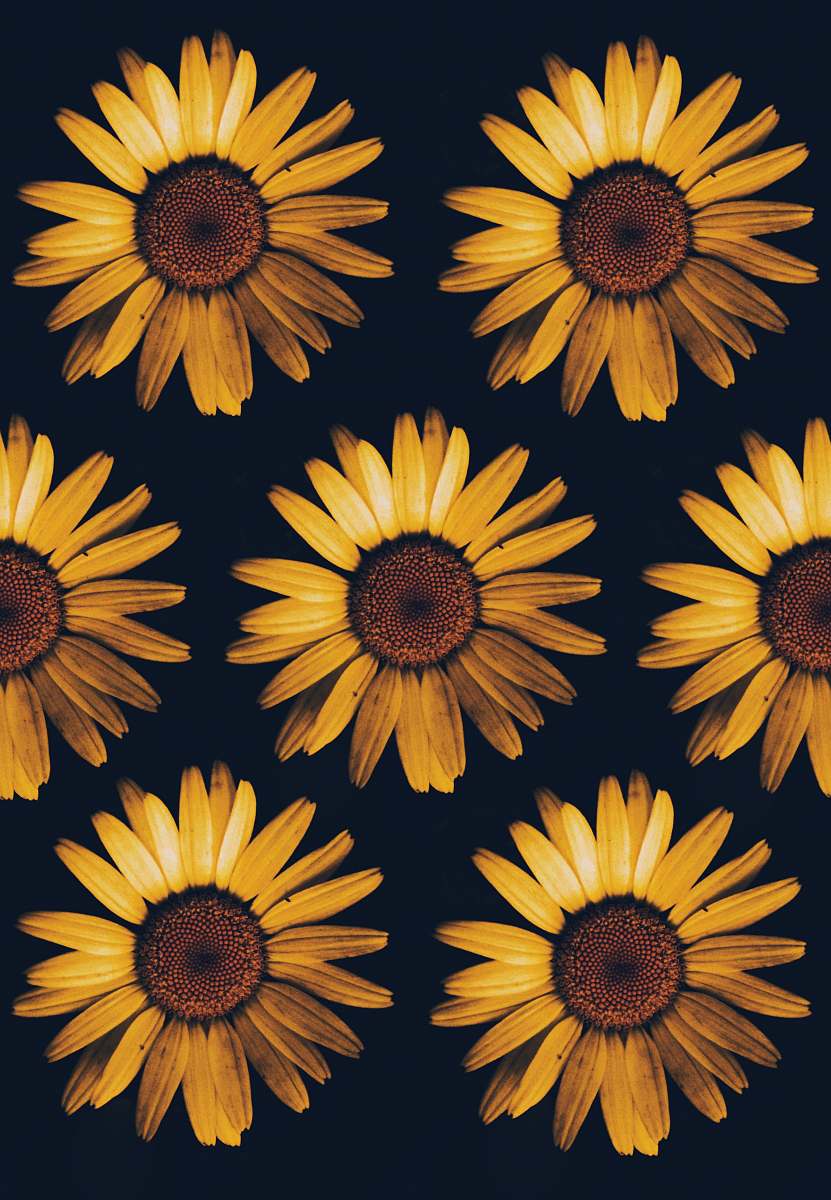 sunflower closeup photo of orange petaled flowers hazleton