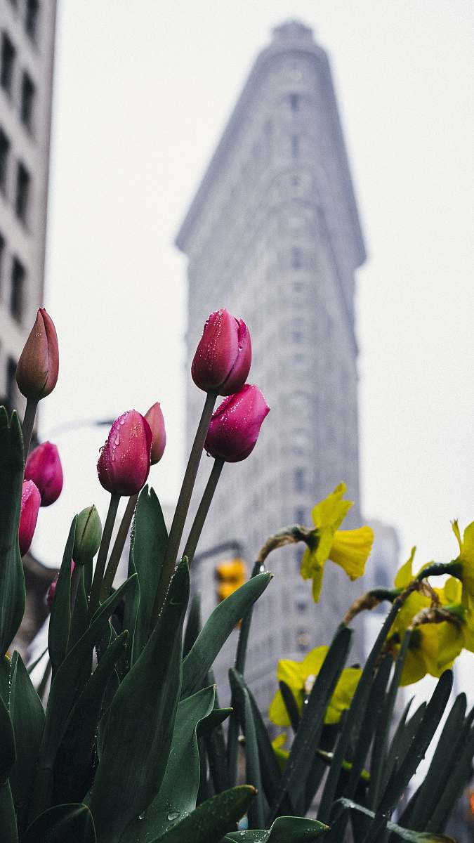 tulip Flatiron Building, New York blossom