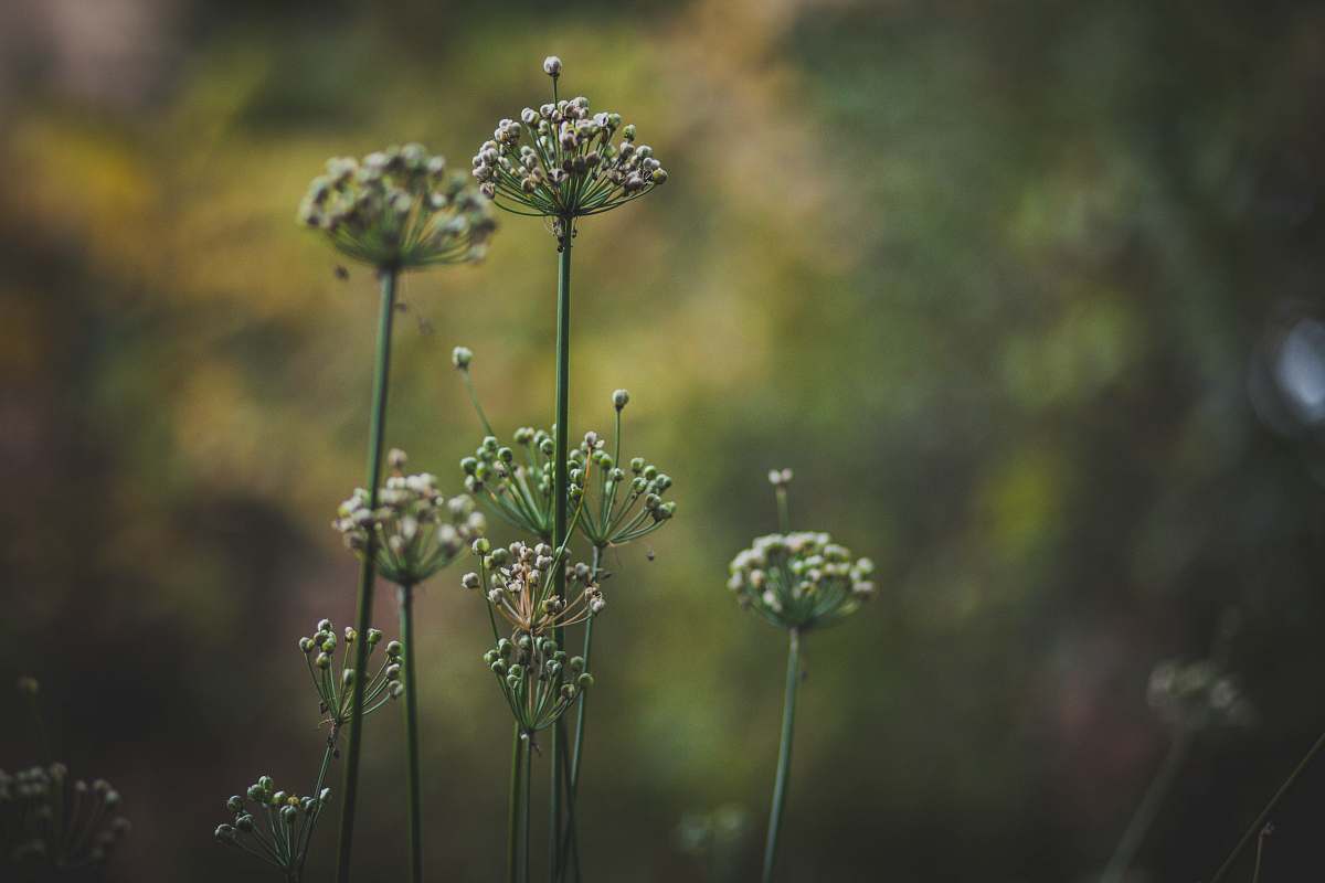 plant green leafed plants dill