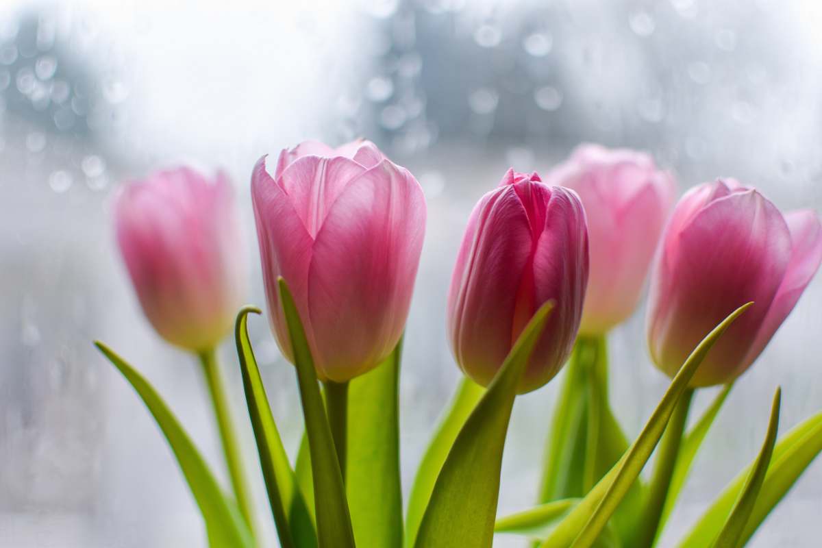 Tulip Macro Photography Of Pink Tulips Blossom Image Free Photo