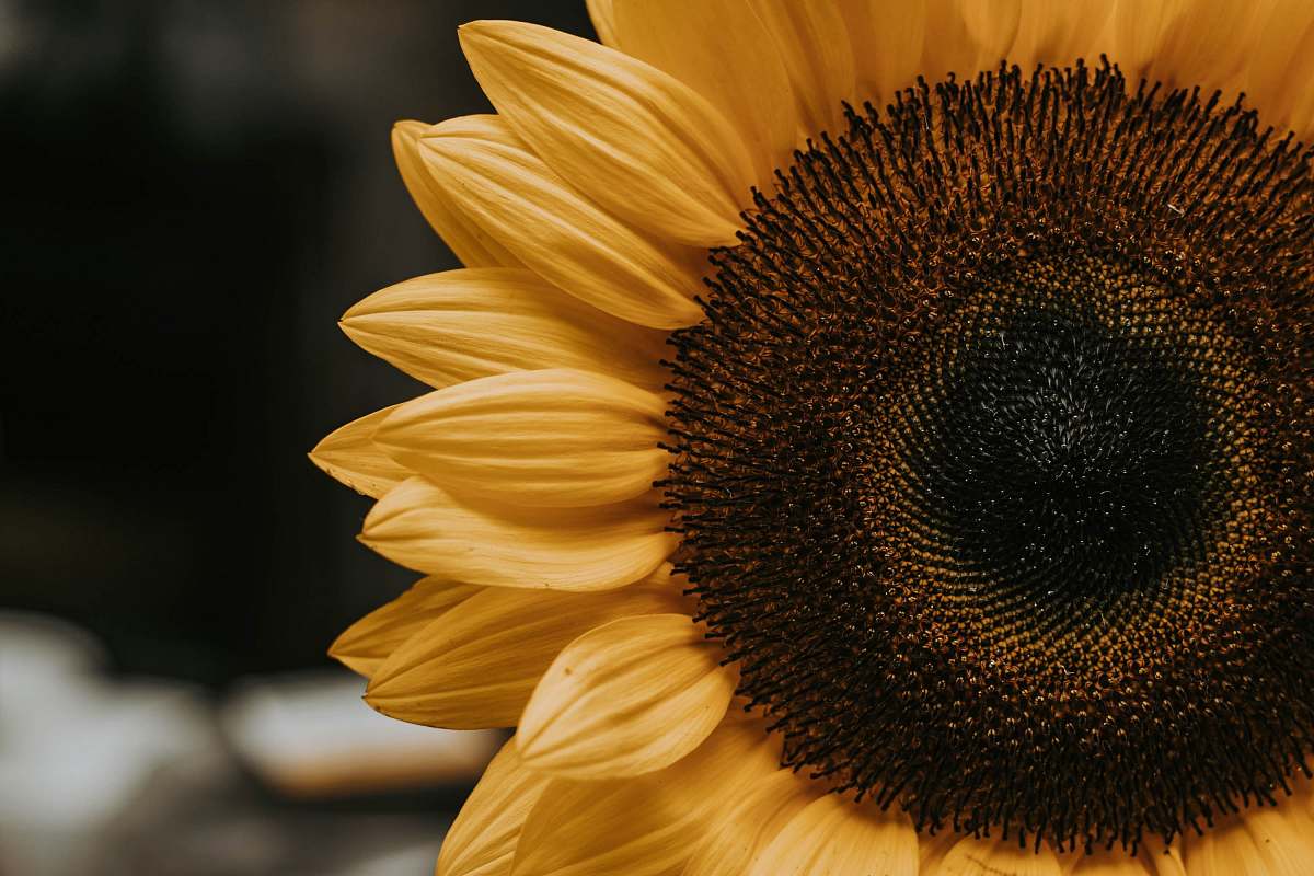 blossom macro photography of sunflower sunflower