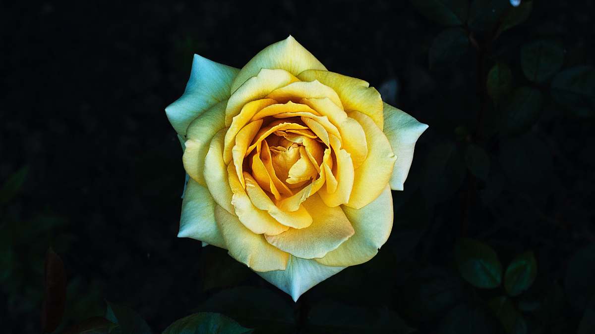 rose macro photography of yellow petaled flower blossom