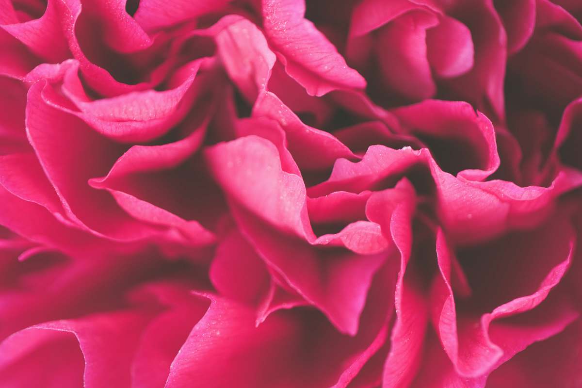 flora macro shot photo of pink flower blossom