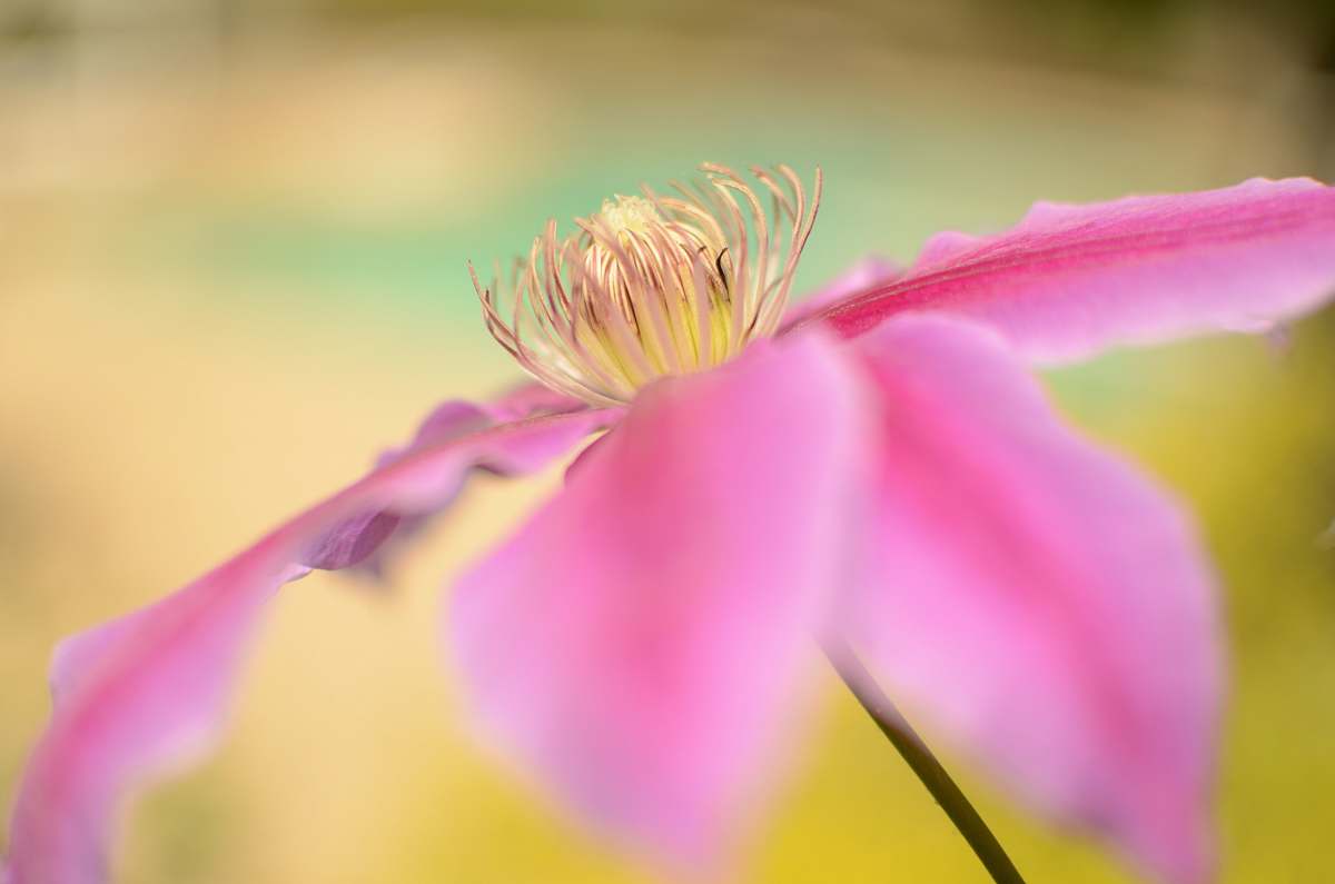 pink macroshot photography of pink flower new hampshire