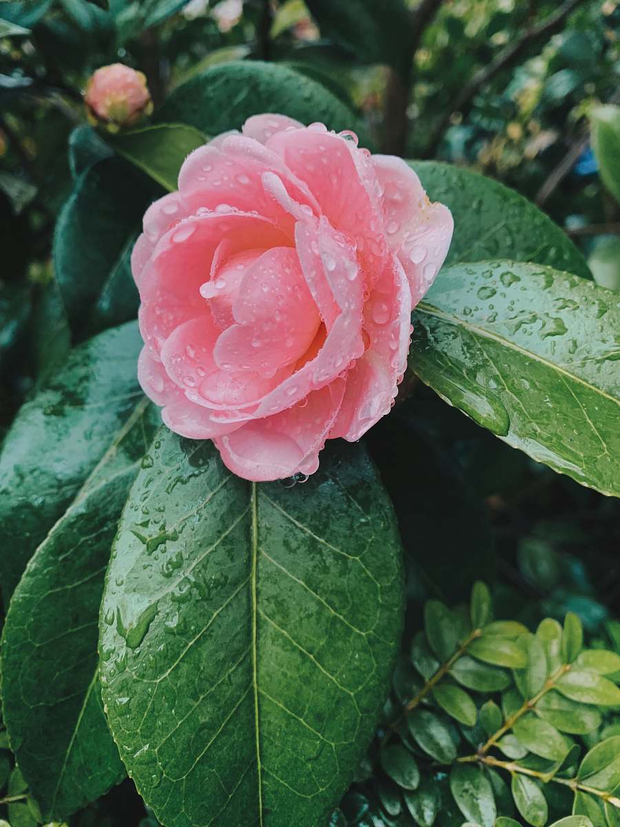 plant pink flower in bloom blossom