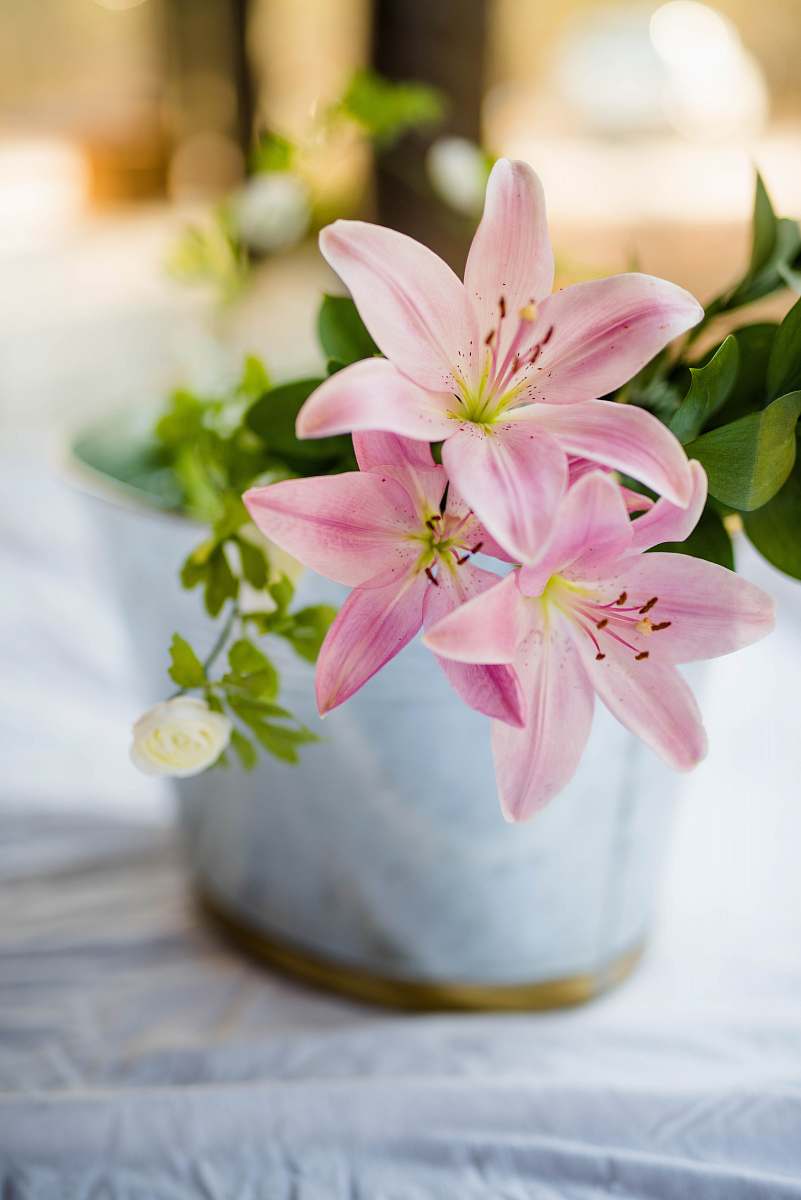 decatur pink flower plant in white pot blossom