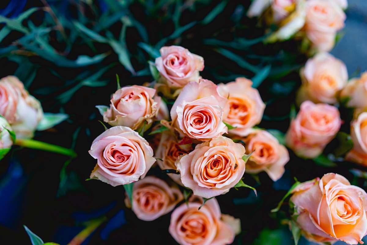 plant pink flowers rose