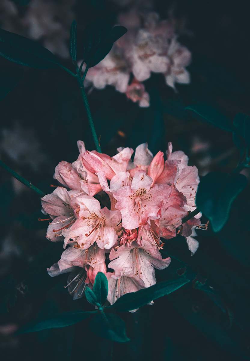 blossom pink-petaled flowers plant