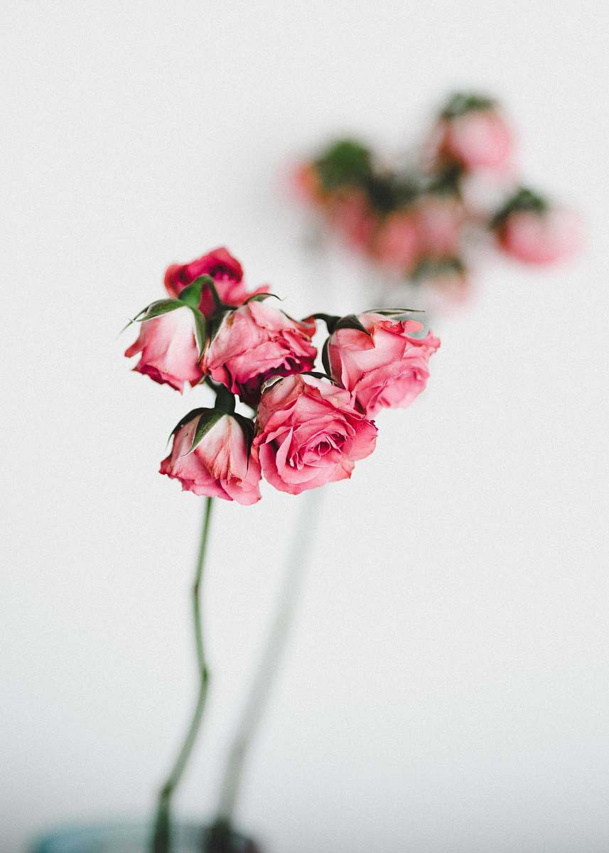 blossom pink roses shot flora
