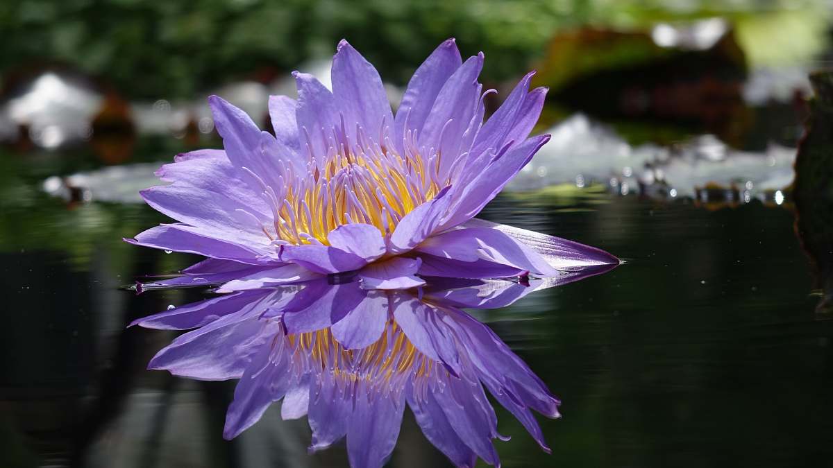 lily purple petaled flower on water blossom