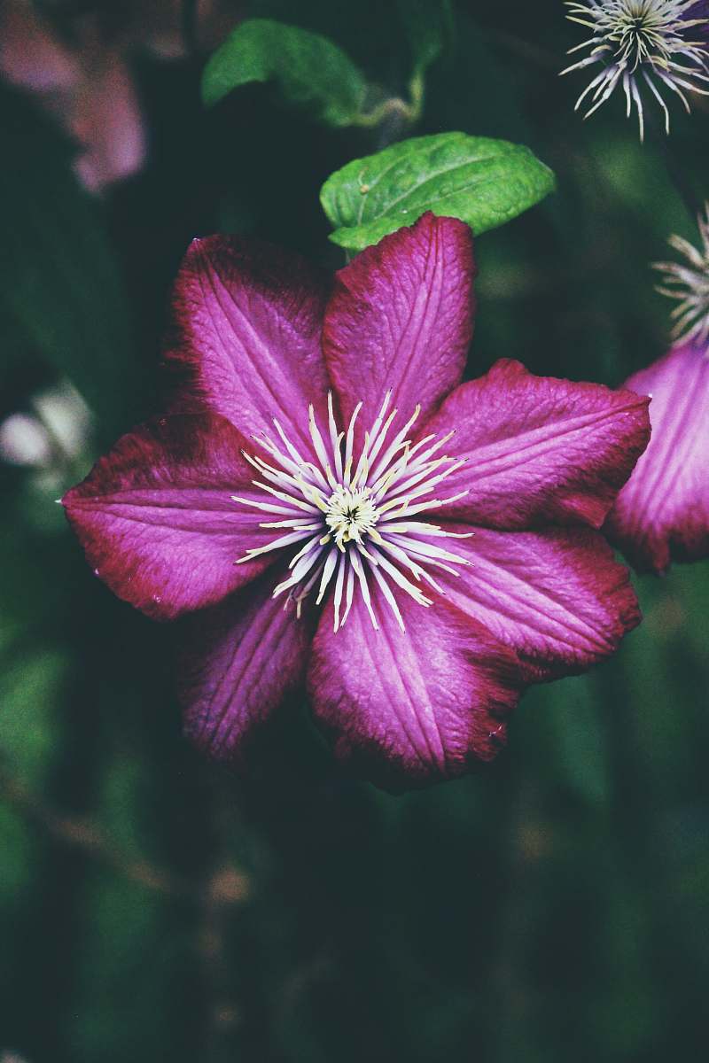 plant purple petaled flower with white pollen blossom