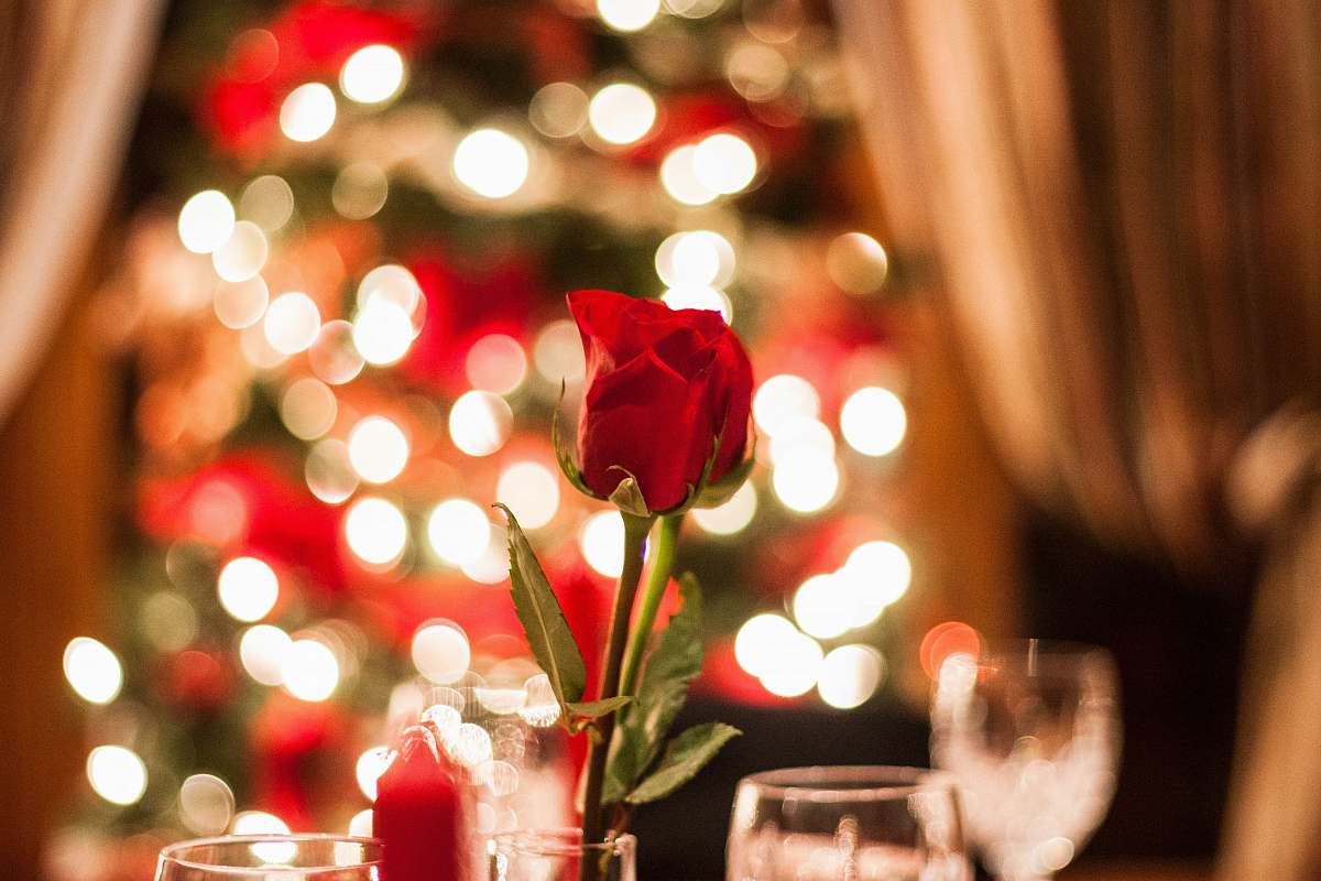 blossom red rose in bokeh effect rose