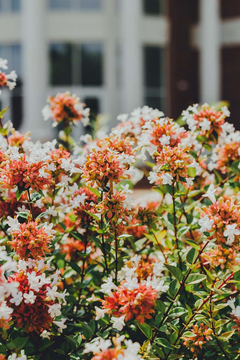 plant selective focus photo of orange and white ixora flowers lee university