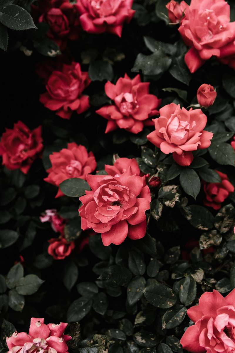 rose selective focus photo of red rose flower blossom