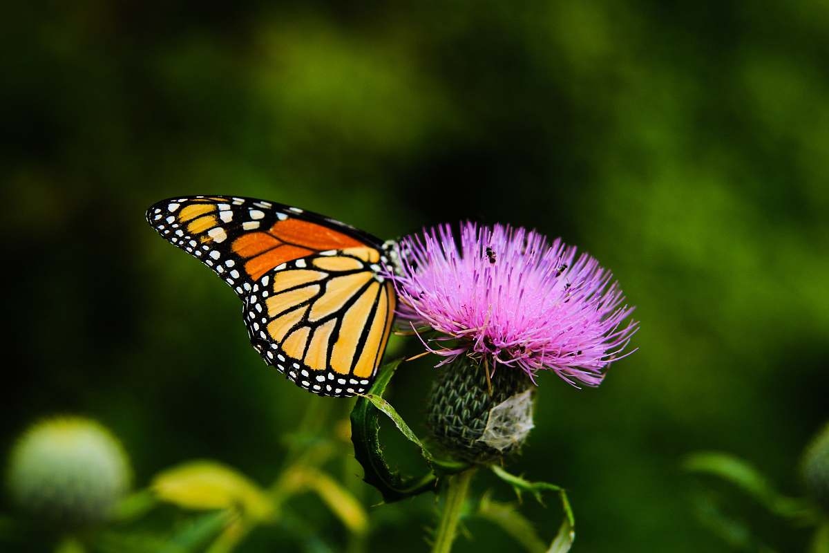 butterfly tilt-shift lens photography of butterfly on a pink flower thistle