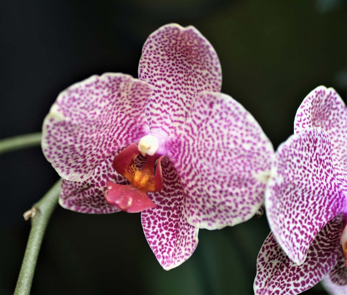 orchid white and pink orchid blossom