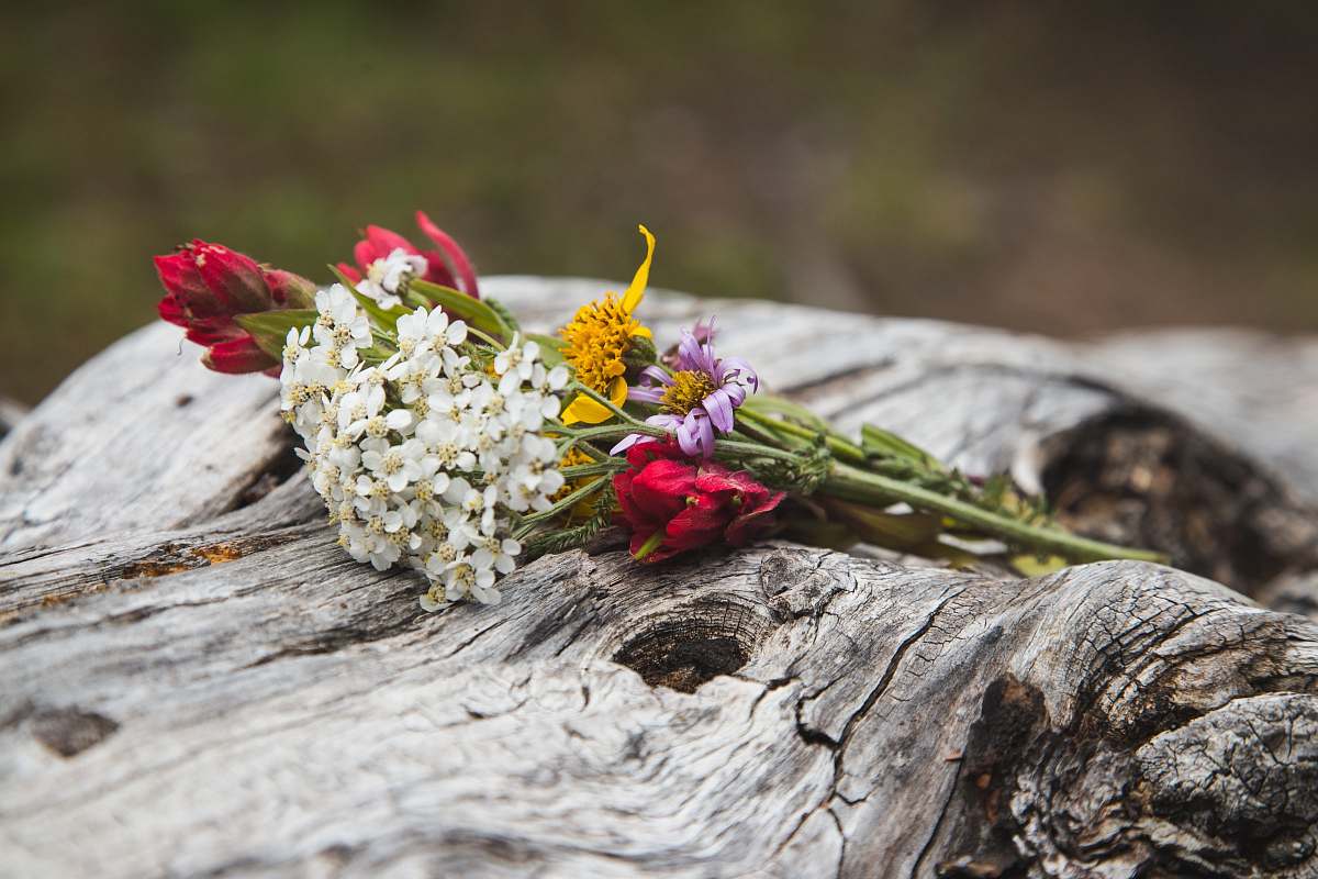 blossom white and pink petaled flowers on wood log flora