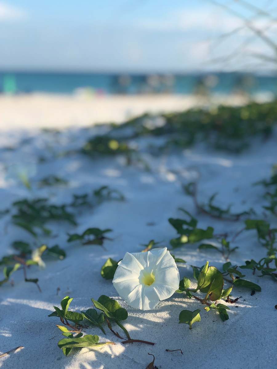 plant white morning glory flower in bloom santa rosa beach