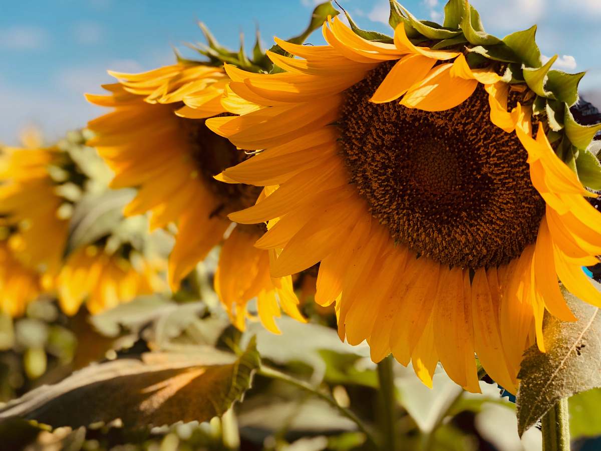 plant yellow sunflower sunflower