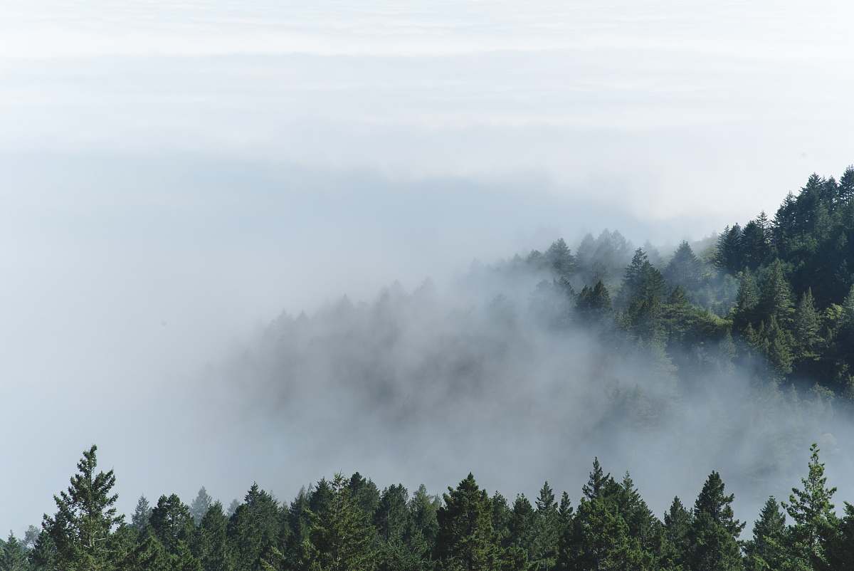 mist aerial photography of foggy forest weather