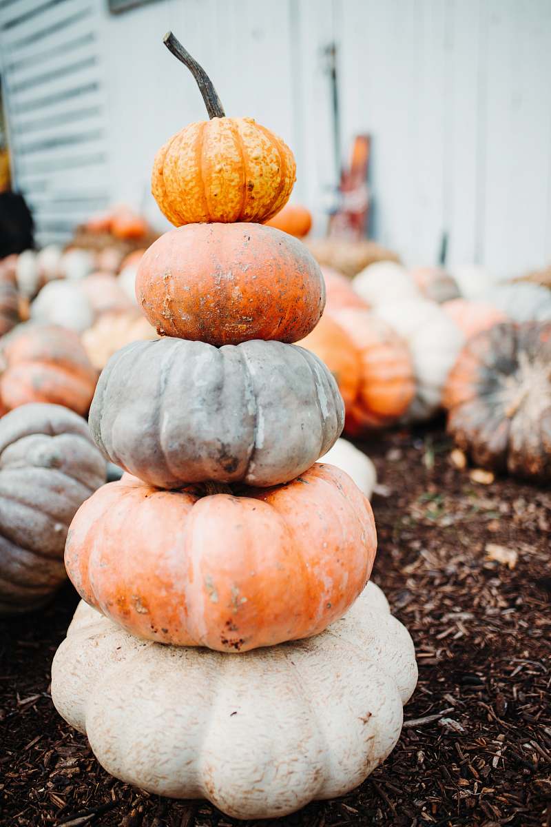 flora pumpkin vegetable lot plant