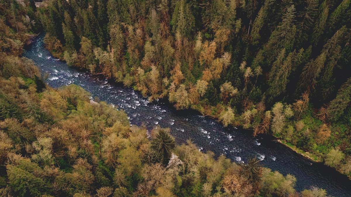 river aerial photography of river between pine trees landscape