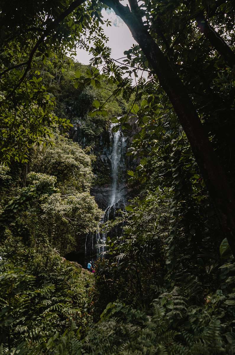 jungle water falls at forest during daytime tree
