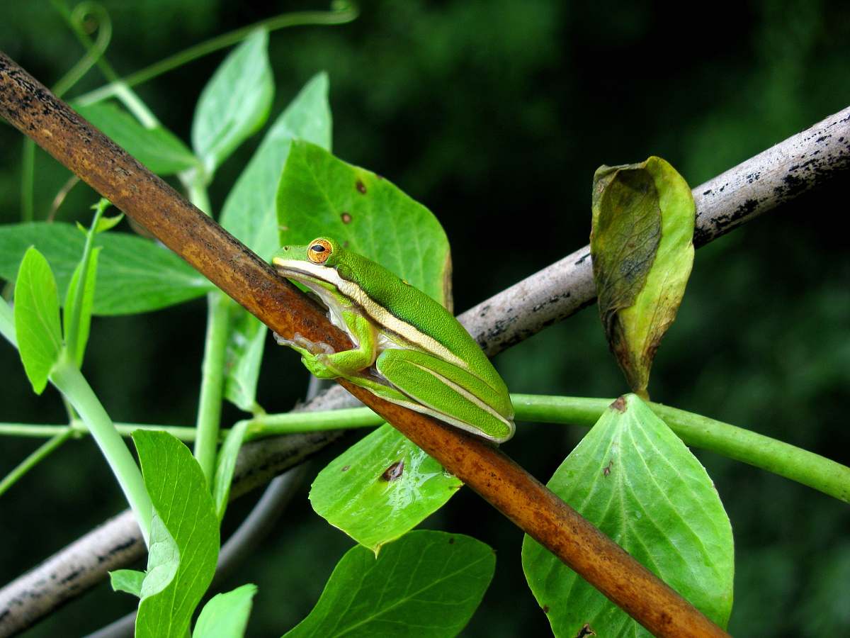 amphibian tree frog on branch wildlife