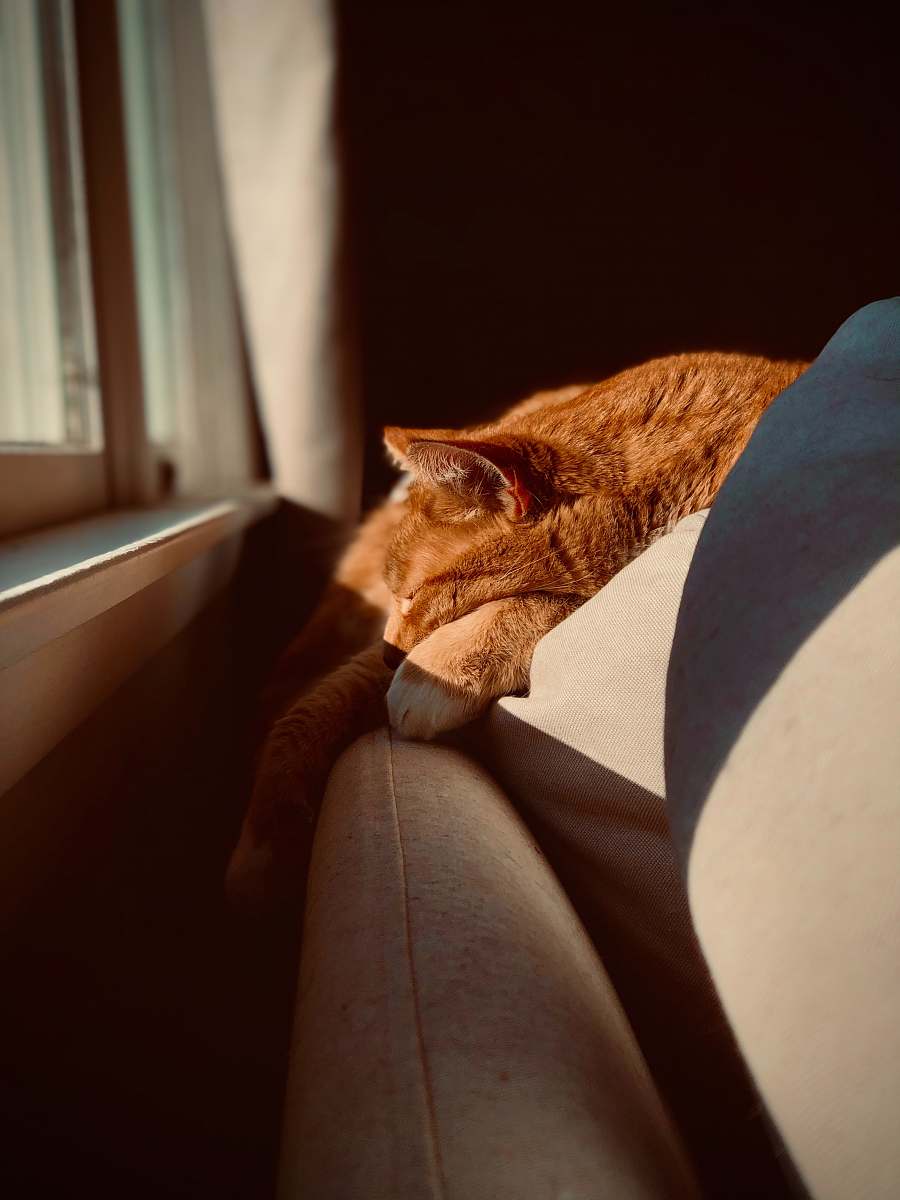 cat orange tabby cat on white textile couch