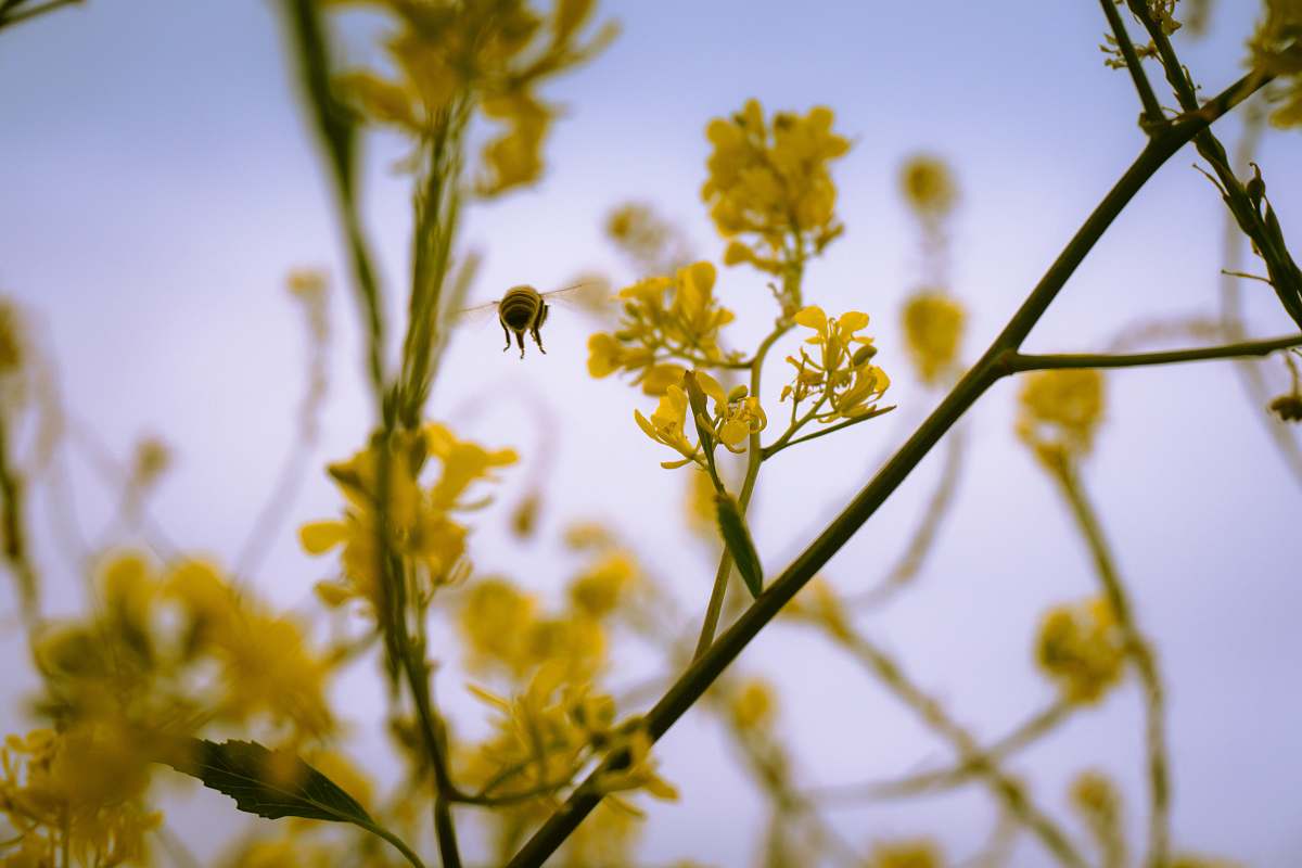 pollen micro microphotography of bee hovering near yellow petaled flower goleta beach park