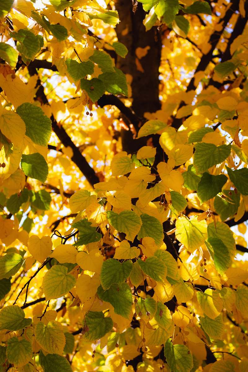 plant yellow and green leaves produce