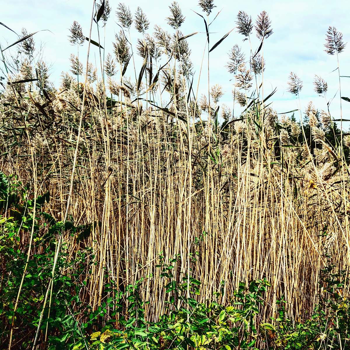 plant  lawn