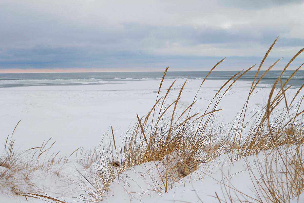 plant brown grass near sea shore flora