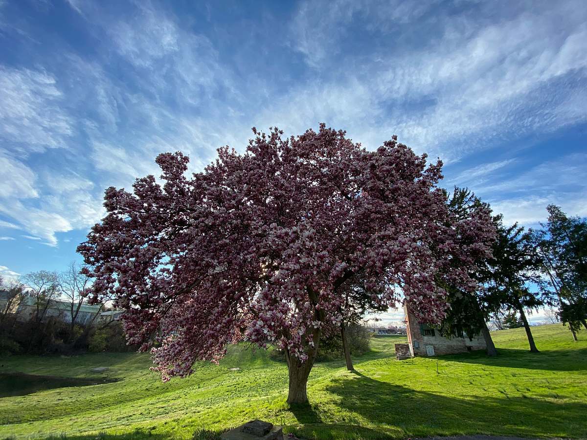 plant brown tree on green grass field under blue sky during daytime tree