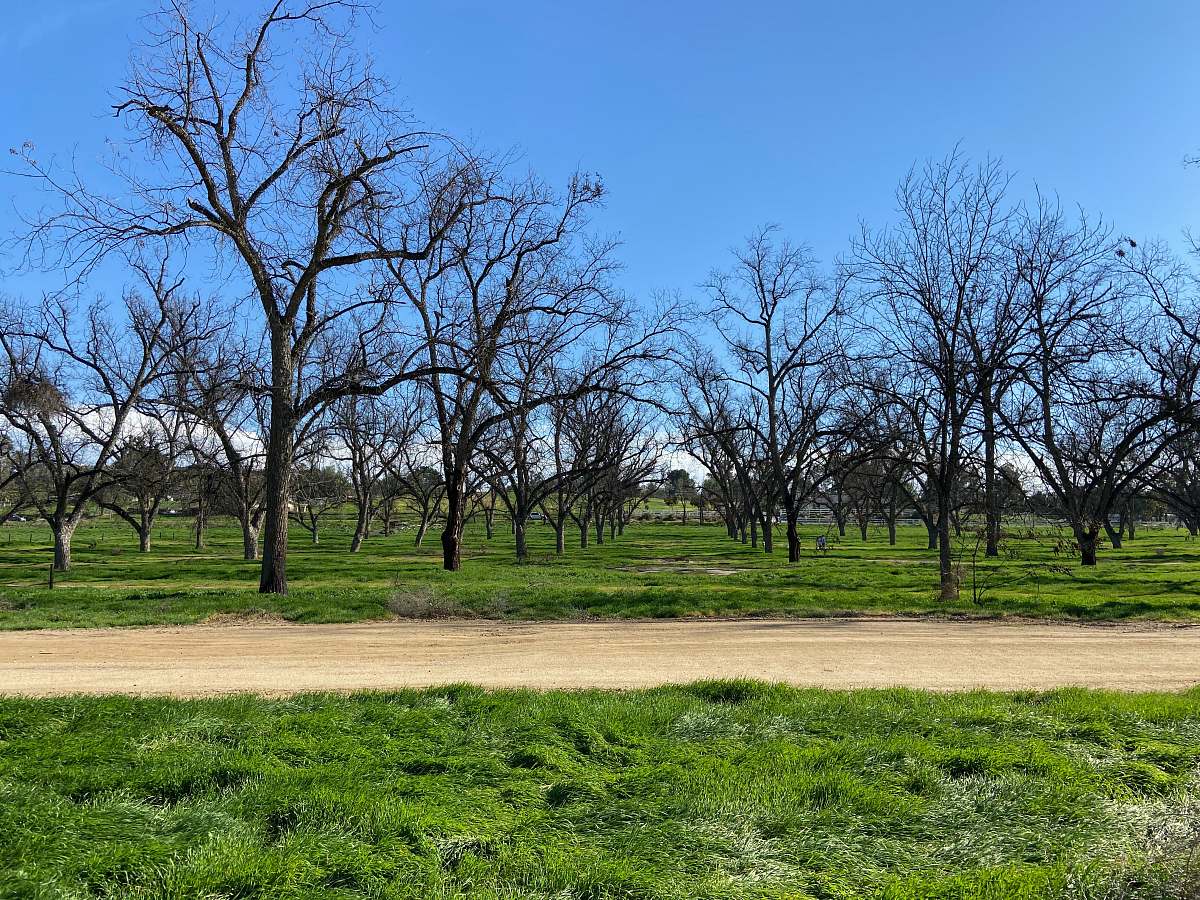 plant leafless trees on green grass field during daytime outdoors