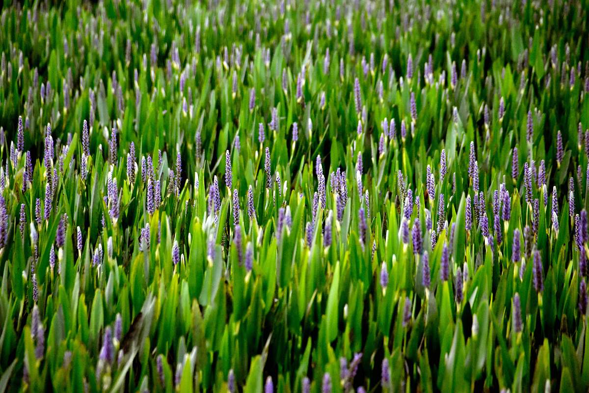 plant purple flowers on green field blossom