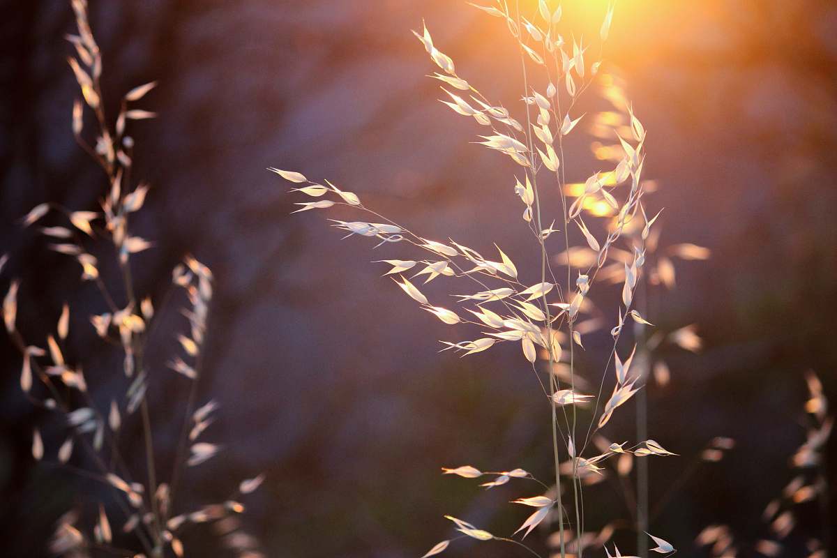 plant shallow focus photography of wheat plants flora